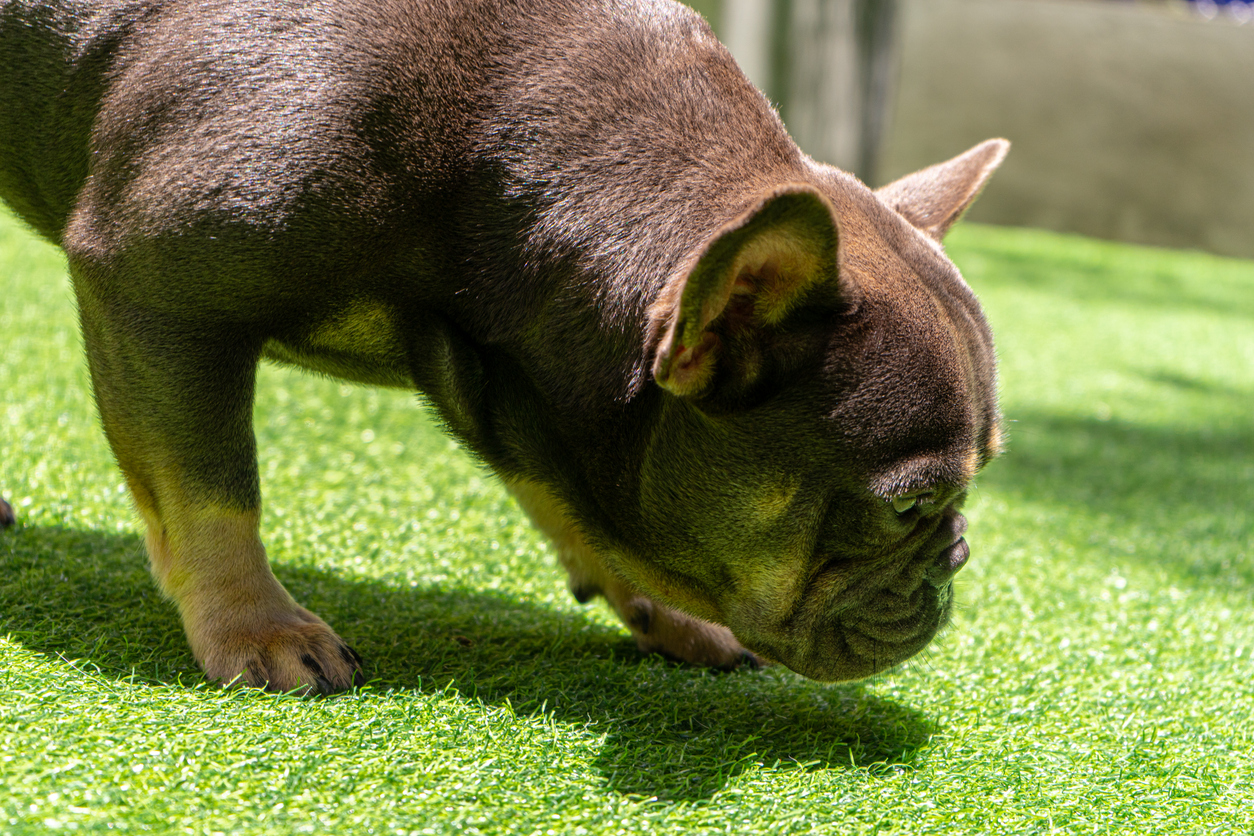 Gazon synthétique et animaux