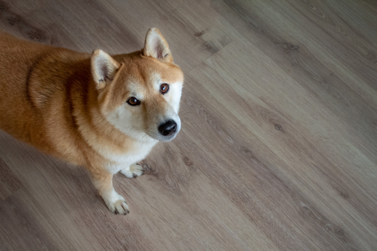 Chien allongé sur un plancher SPC résistant aux griffures.